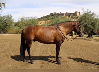 Cruzado, Wallach, 6 Jahre, 162 cm, Dunkelbrauner