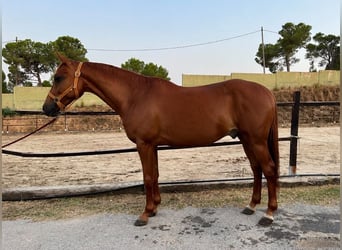 Cruzado, Wallach, 6 Jahre, 162 cm, Fuchs