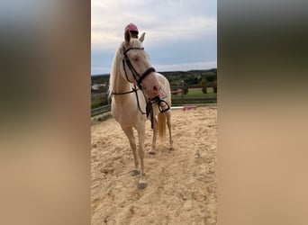 Cruzado, Wallach, 6 Jahre, 163 cm, Cremello