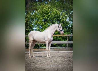 Cruzado, Wallach, 6 Jahre, 163 cm, Cremello