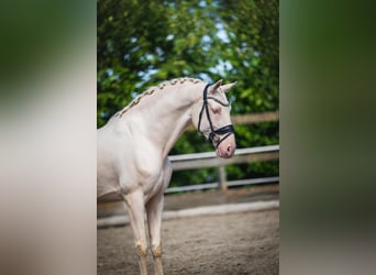 Cruzado, Wallach, 6 Jahre, 163 cm, Cremello