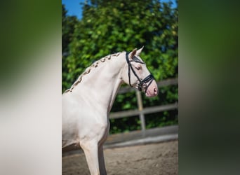 Cruzado, Wallach, 6 Jahre, 163 cm, Cremello