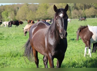 Cruzado Mix, Wallach, 6 Jahre, 163 cm, Dunkelbrauner