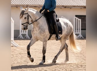 Cruzado, Wallach, 6 Jahre, 164 cm, Schimmel