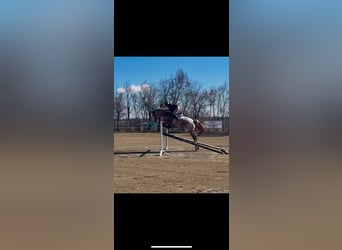 Cruzado, Wallach, 6 Jahre, 165 cm, Roan-Red