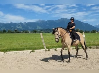 Cruzado Mix, Wallach, 6 Jahre, 174 cm, Buckskin