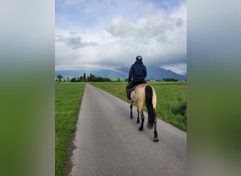 Cruzado Mix, Wallach, 6 Jahre, 174 cm, Falbe