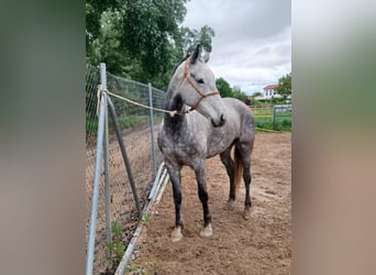 Cruzado, Wallach, 6 Jahre, 176 cm, Schimmel