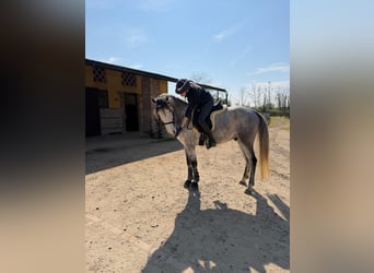 Cruzado, Wallach, 6 Jahre, Schimmel