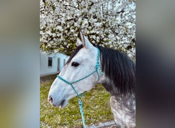 Cruzado, Wallach, 7 Jahre, 148 cm, Schimmel