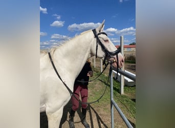 Cruzado, Wallach, 7 Jahre, 156 cm, Cremello