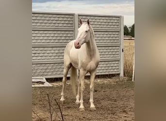 Cruzado, Wallach, 7 Jahre, 156 cm, Cremello