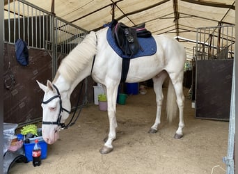 Cruzado, Wallach, 7 Jahre, 156 cm, Cremello