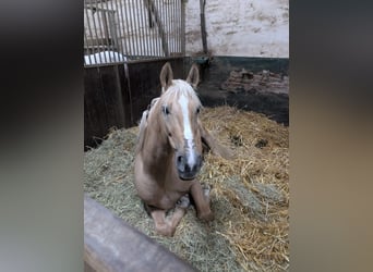 Cruzado, Wallach, 7 Jahre, 158 cm, Palomino