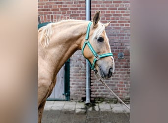 Cruzado, Wallach, 7 Jahre, 158 cm, Palomino