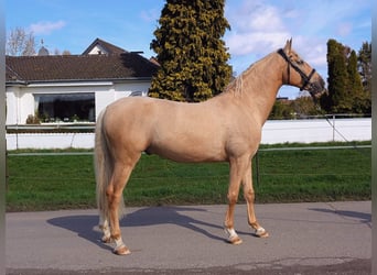 Cruzado, Wallach, 7 Jahre, 158 cm, Palomino