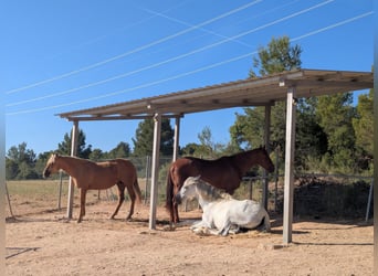 Cruzado, Wallach, 7 Jahre, 160 cm, Schimmel