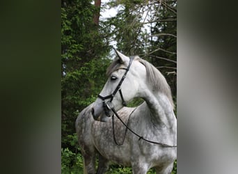 Cruzado, Wallach, 7 Jahre, 163 cm, Apfelschimmel