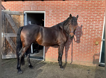 Cruzado, Wallach, 7 Jahre, 164 cm, Dunkelbrauner