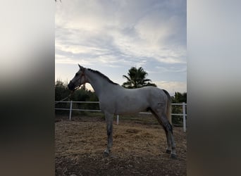 Cruzado, Wallach, 7 Jahre, 166 cm, Fliegenschimmel