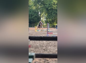 Cruzado, Wallach, 7 Jahre, 166 cm, Palomino