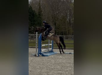 Cruzado, Wallach, 8 Jahre, 146 cm, Buckskin