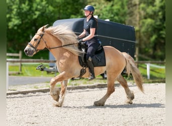 Cruzado, Wallach, 8 Jahre, 154 cm, Falbe