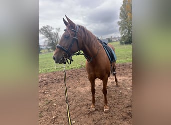 Cruzado, Wallach, 8 Jahre, 160 cm, Fuchs