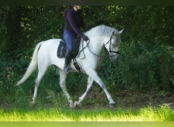 Cruzado, Wallach, 8 Jahre, 162 cm, Schimmel