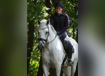 Cruzado, Wallach, 8 Jahre, 162 cm, Schimmel