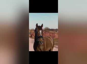 Cruzado, Wallach, 8 Jahre, 163 cm, Fuchs