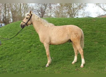 Cruzado, Wallach, 8 Jahre, 165 cm, Palomino