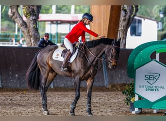 Cruzado, Wallach, 8 Jahre, 170 cm, Dunkelbrauner