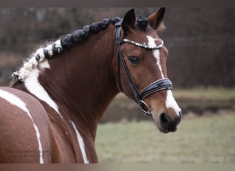 Cruzado, Wallach, 9 Jahre, 152 cm, Schecke
