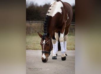 Cruzado, Wallach, 9 Jahre, 152 cm, Schecke