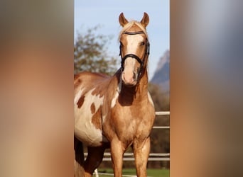 Cruzado, Wallach, 9 Jahre, 155 cm, Overo-alle-Farben