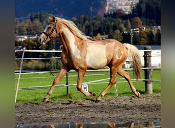 Cruzado, Wallach, 9 Jahre, 155 cm, Overo-alle-Farben