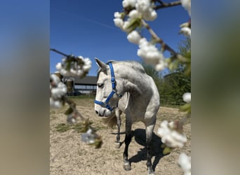 Cruzado, Wallach, 9 Jahre, 155 cm, Schimmel