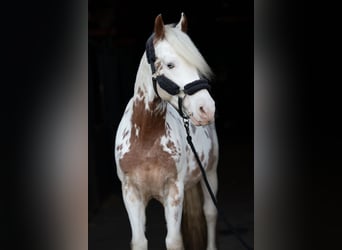 Cruzado, Wallach, 9 Jahre, 156 cm