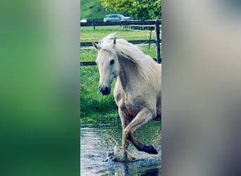 Cruzado, Wallach, 9 Jahre, 157 cm, Palomino