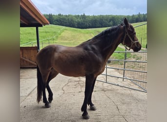 Cruzado, Wallach, 9 Jahre, 159 cm, Brauner