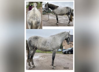 Cruzado, Wallach, 9 Jahre, 163 cm, Fliegenschimmel