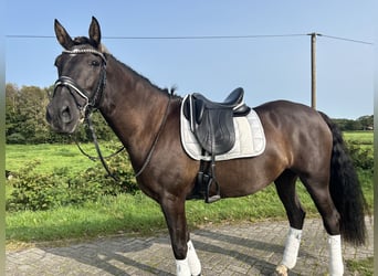 Cruzado, Yegua, 10 años, 158 cm, Morcillo