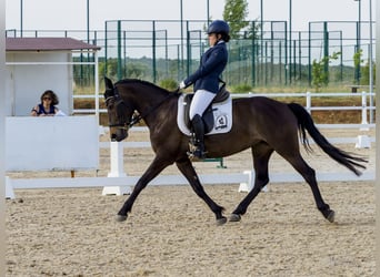 Cruzado, Yegua, 10 años, 160 cm, Castaño