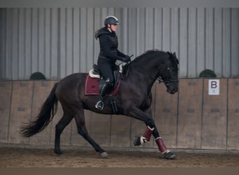 Cruzado, Yegua, 10 años, 165 cm, Castaño oscuro