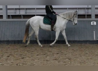 Cruzado, Yegua, 11 años, 162 cm, Tordo