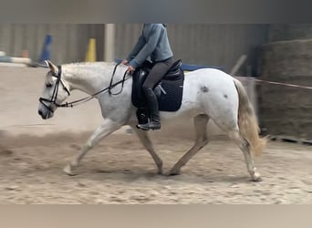 Cruzado, Yegua, 13 años, 155 cm, Tordo