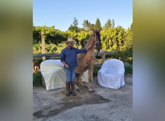 Cruzado Mestizo, Yegua, 15 años, 158 cm, Palomino