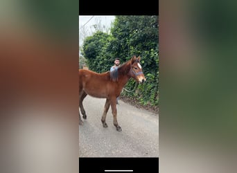Cruzado Mestizo, Yegua, 1 año, 130 cm, Castaño claro