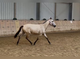Cruzado, Yegua, 1 año, 133 cm, Bayo